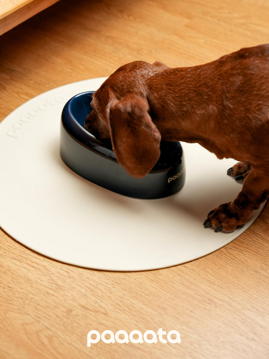 Dog drinking from a blue bowl on a white mat with 'paaaata' branding.