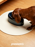 Dog drinking from a blue bowl on a white mat with 'paaaata' branding.