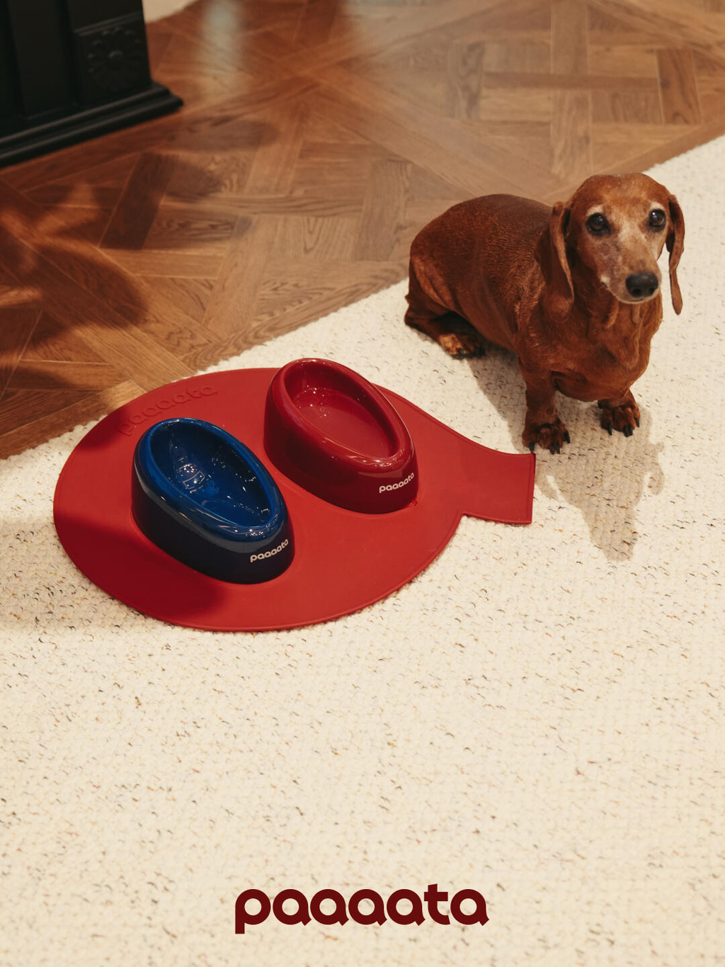 Dog sitting next to a red and blue pet mat with 'paaaata' branding on a wooden floor.
