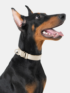 Dog wearing a beige collar on a light gray background
