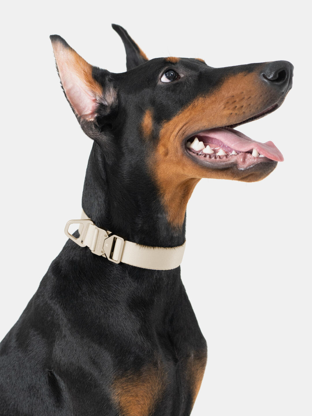 Dog wearing a beige collar on a light gray background
