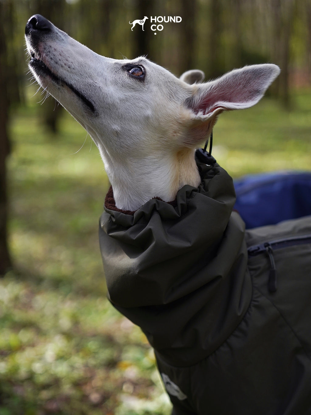 Dog wearing a black raincoat with 'Hound Co' logo in a forest setting