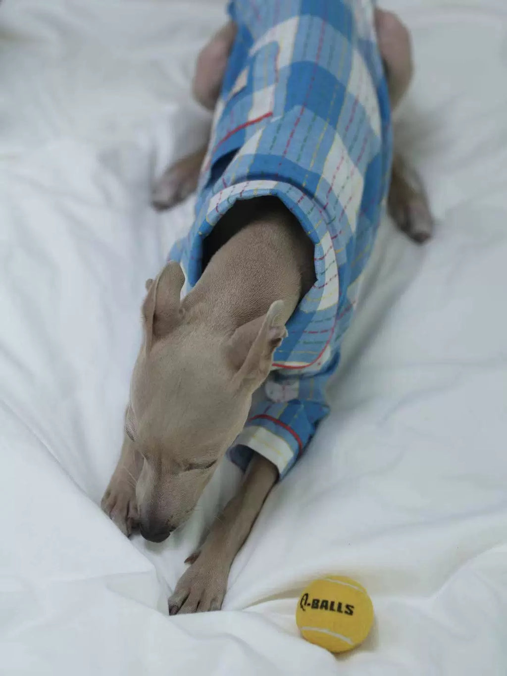 Dog wearing a blue checkered shirt lying on a white surface with a yellow ball nearby.