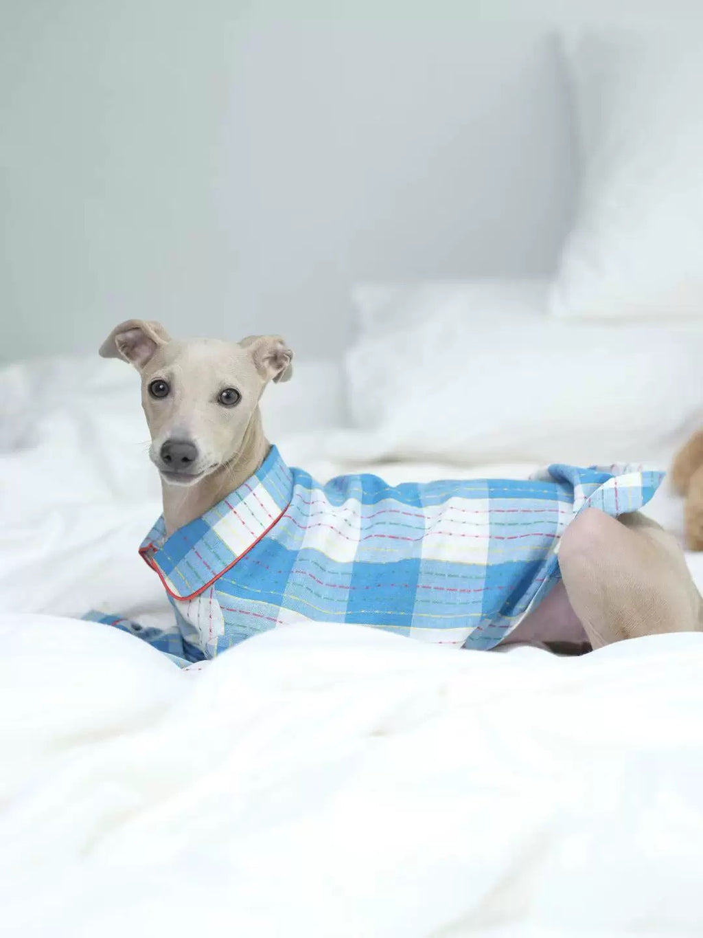 Dog wearing a blue checkered shirt on a white bed