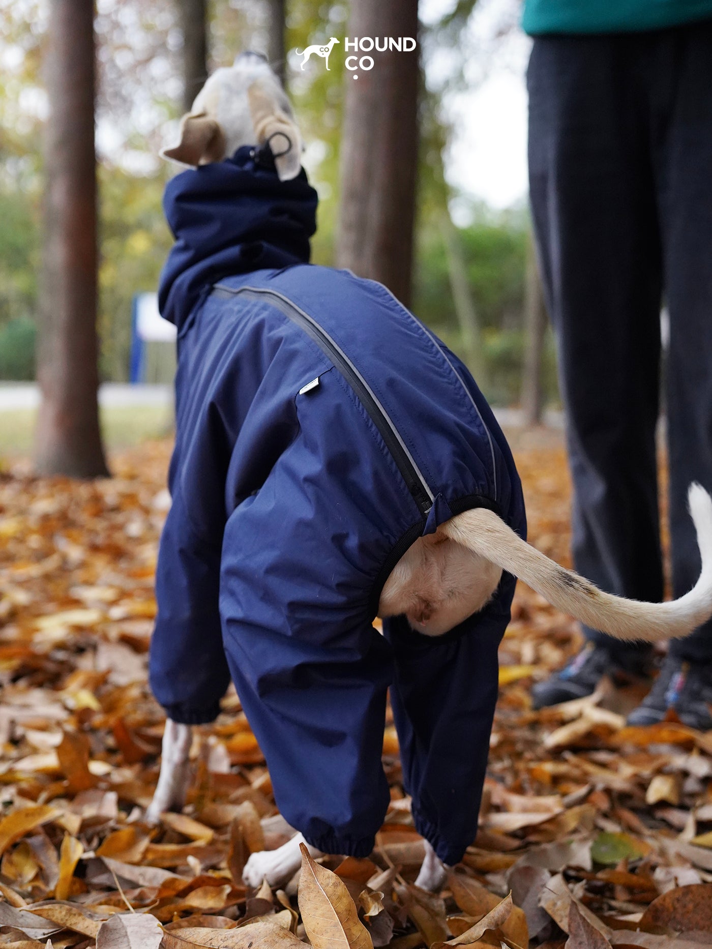 Dog wearing a blue raincoat in an autumn setting with trees and fallen leaves.