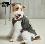 Dog wearing a gray coat with 'Wag Tale' branding in the background