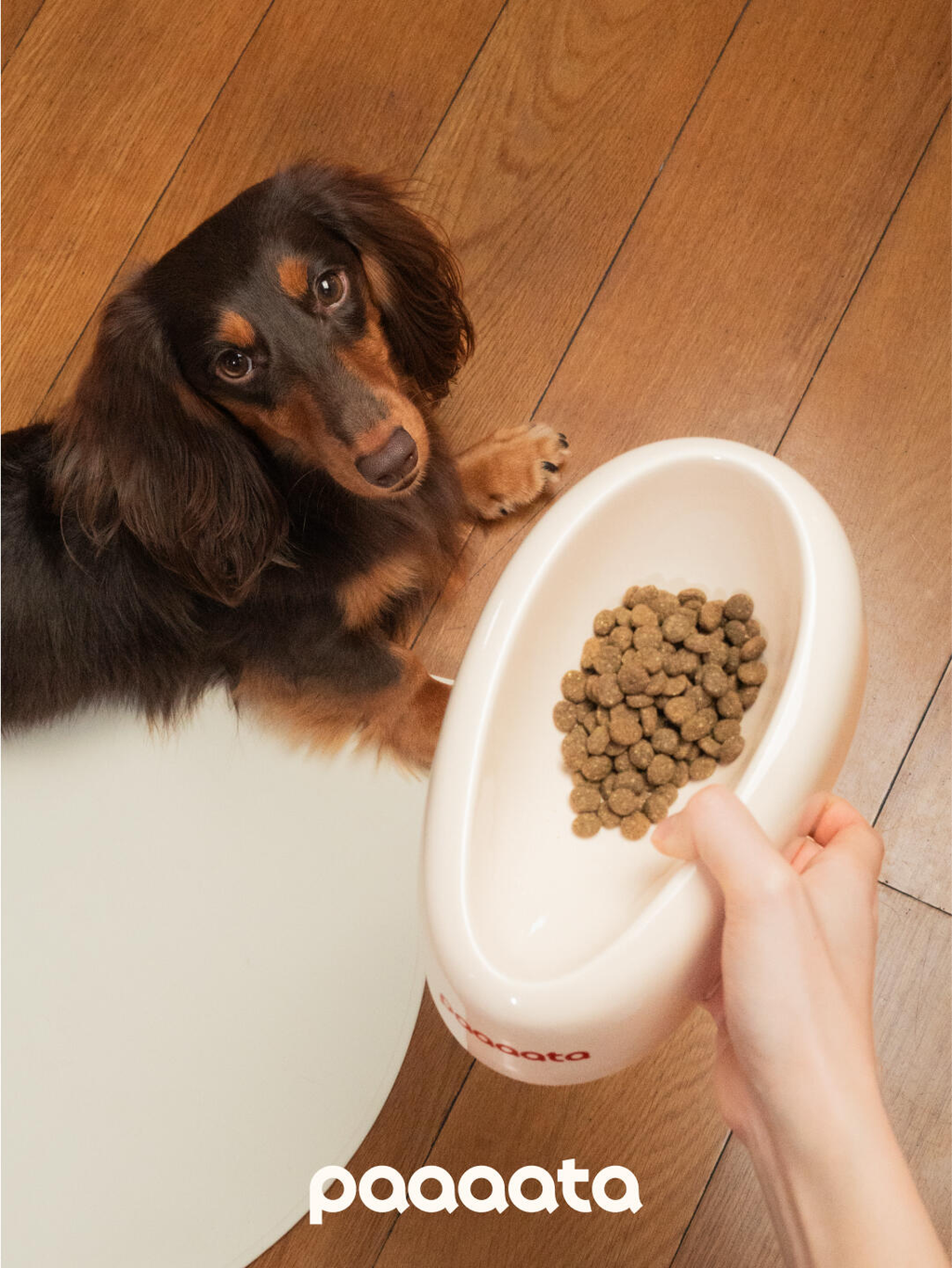 A long-haired brown dachshund looking up while a hand holds a white tilted dog bowl filled with dry kibble on a wooden floor