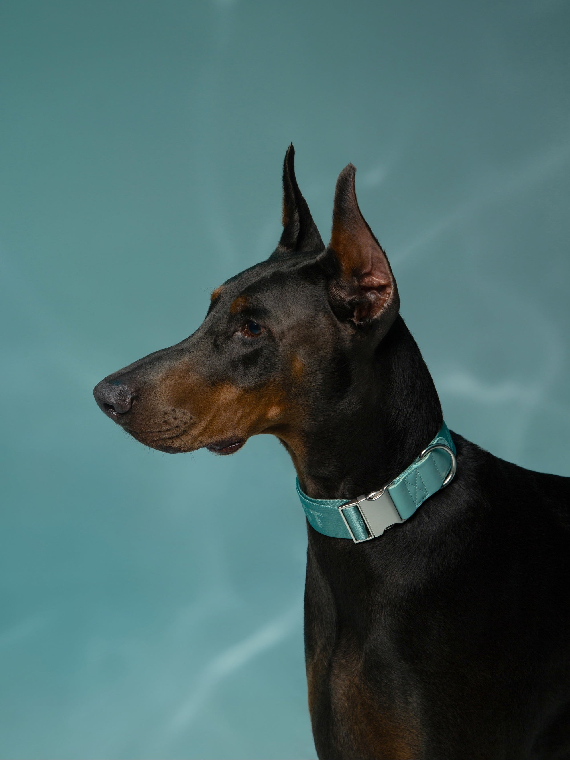 Dog Collar Mint - VOF