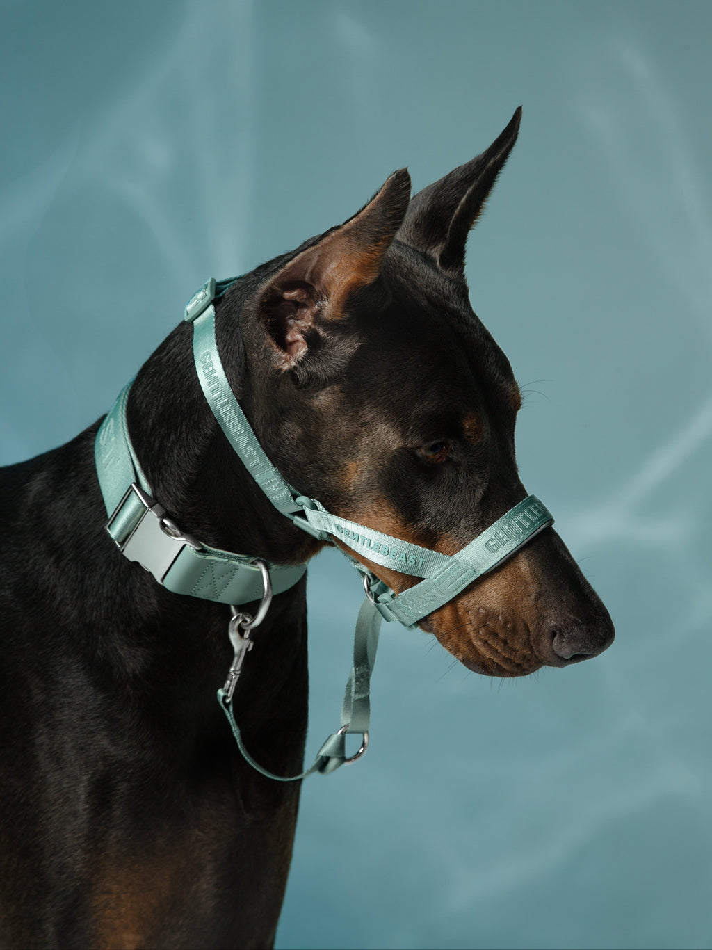 Dog Headcollar Mint - VOF