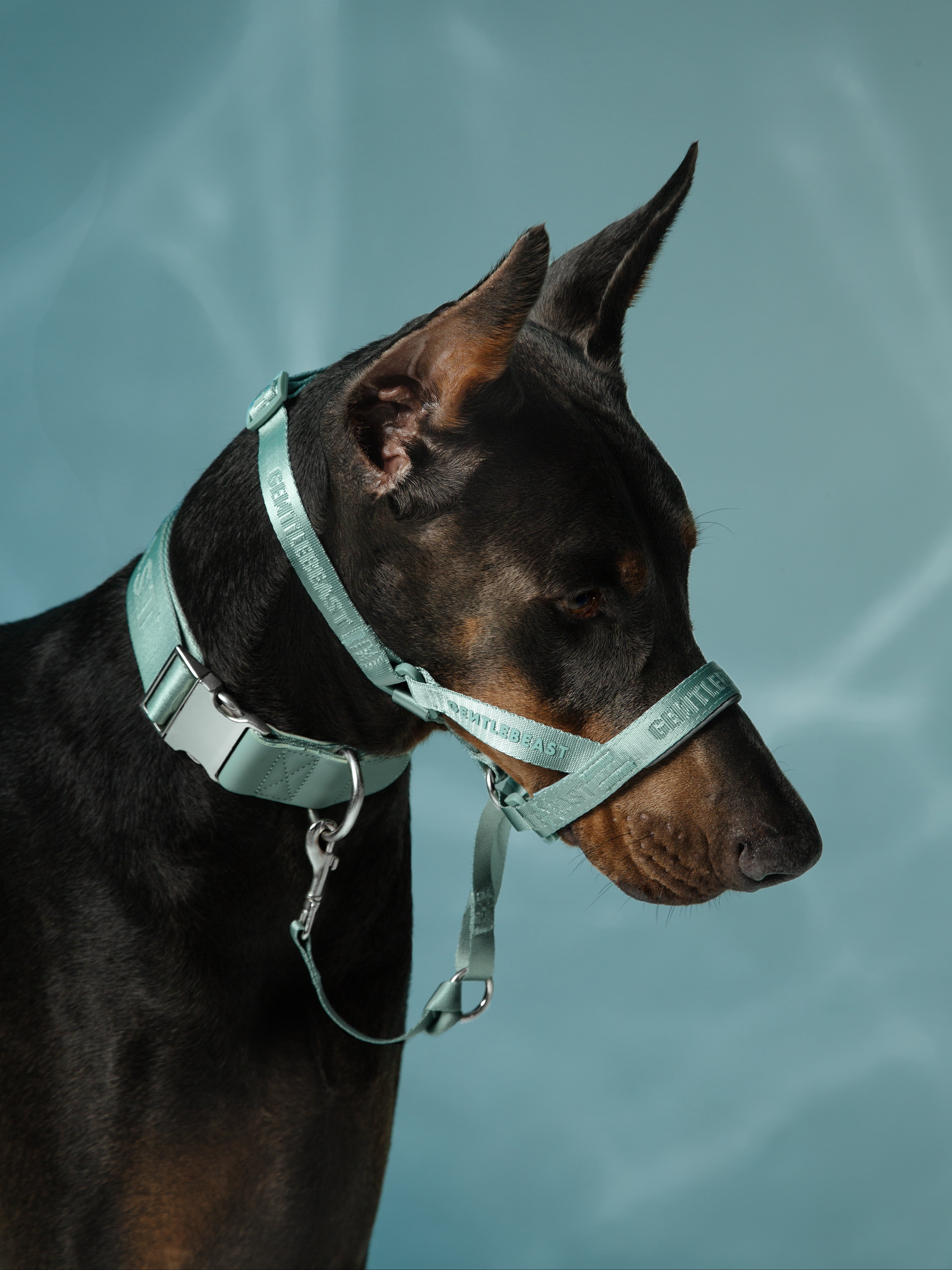 Dog Headcollar Mint - VOF