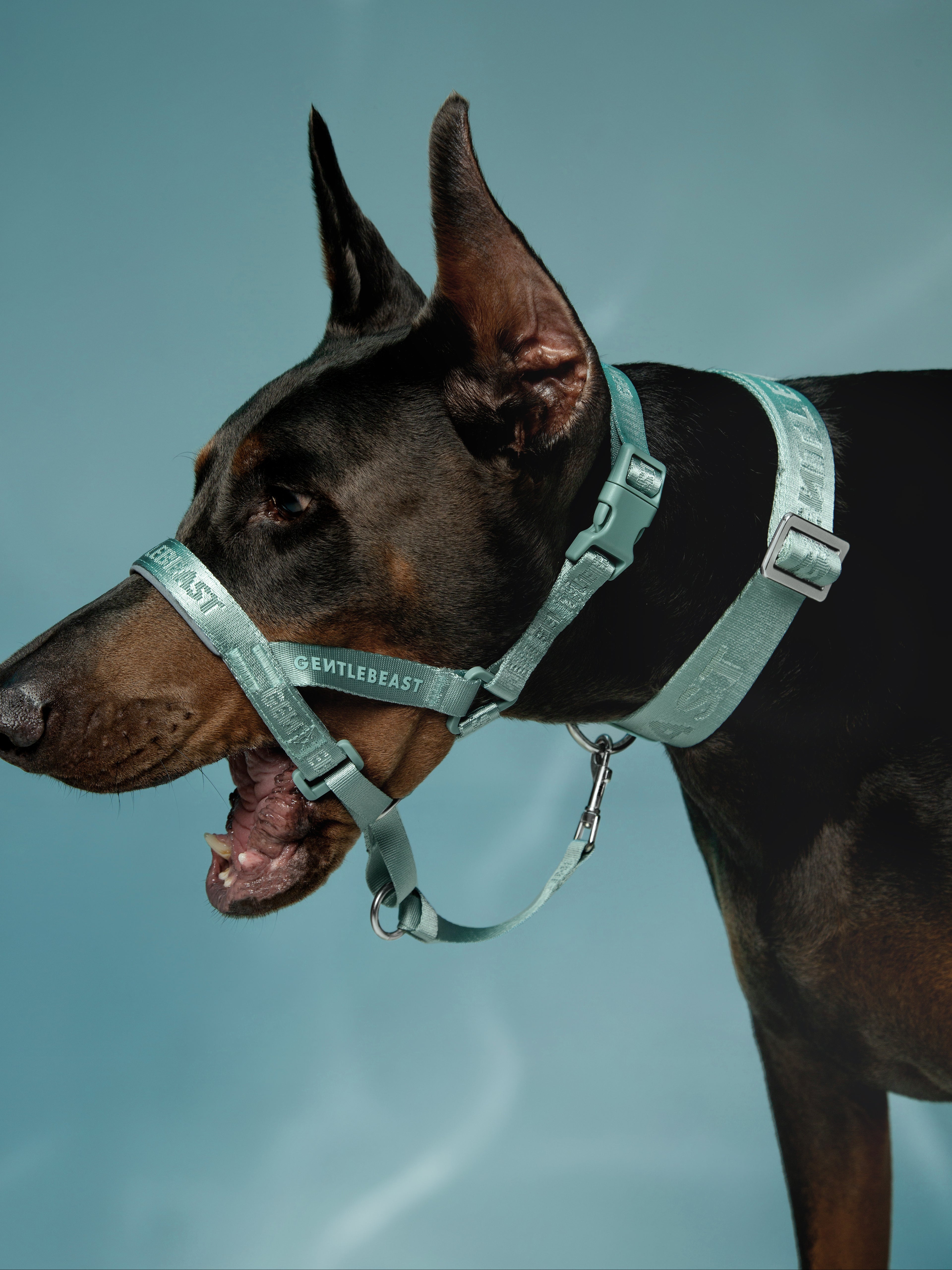 Dog Headcollar Mint - VOF