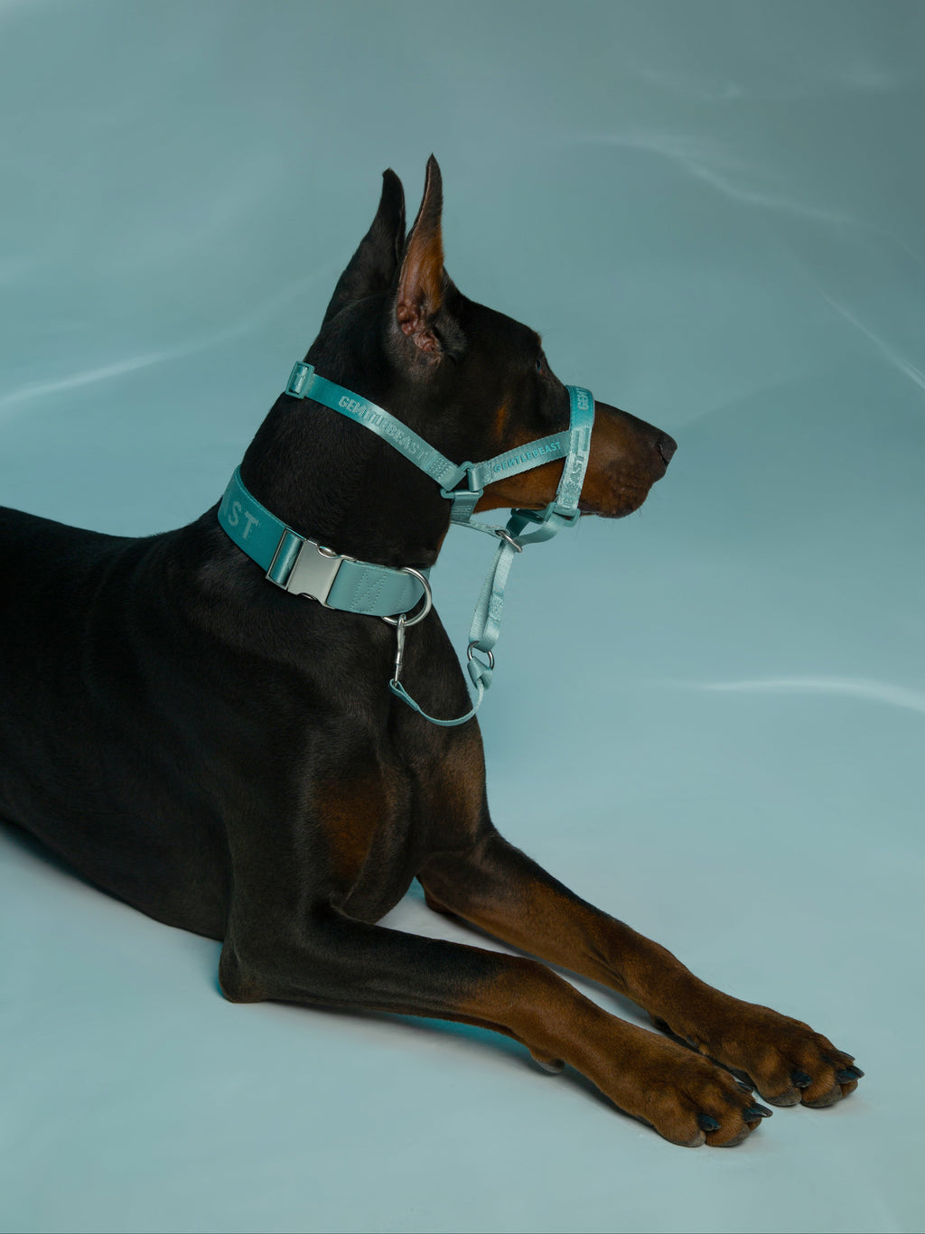 Dog Headcollar Mint - VOF