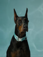 Dog wearing a light blue collar against a teal background