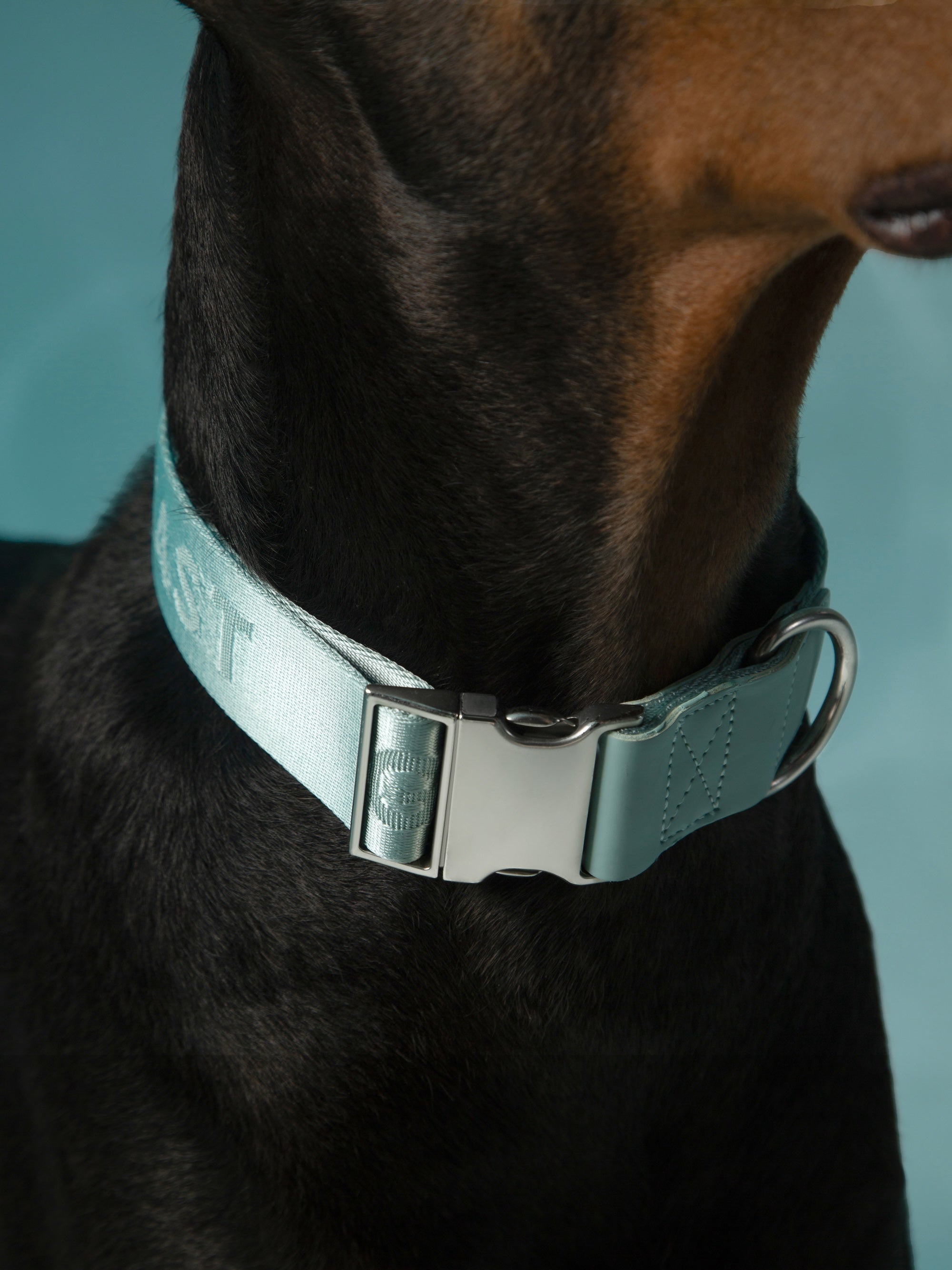 Dog wearing a light blue collar with a metallic buckle on a blurred background
