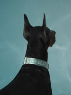 Dog Collar Mint - VOF