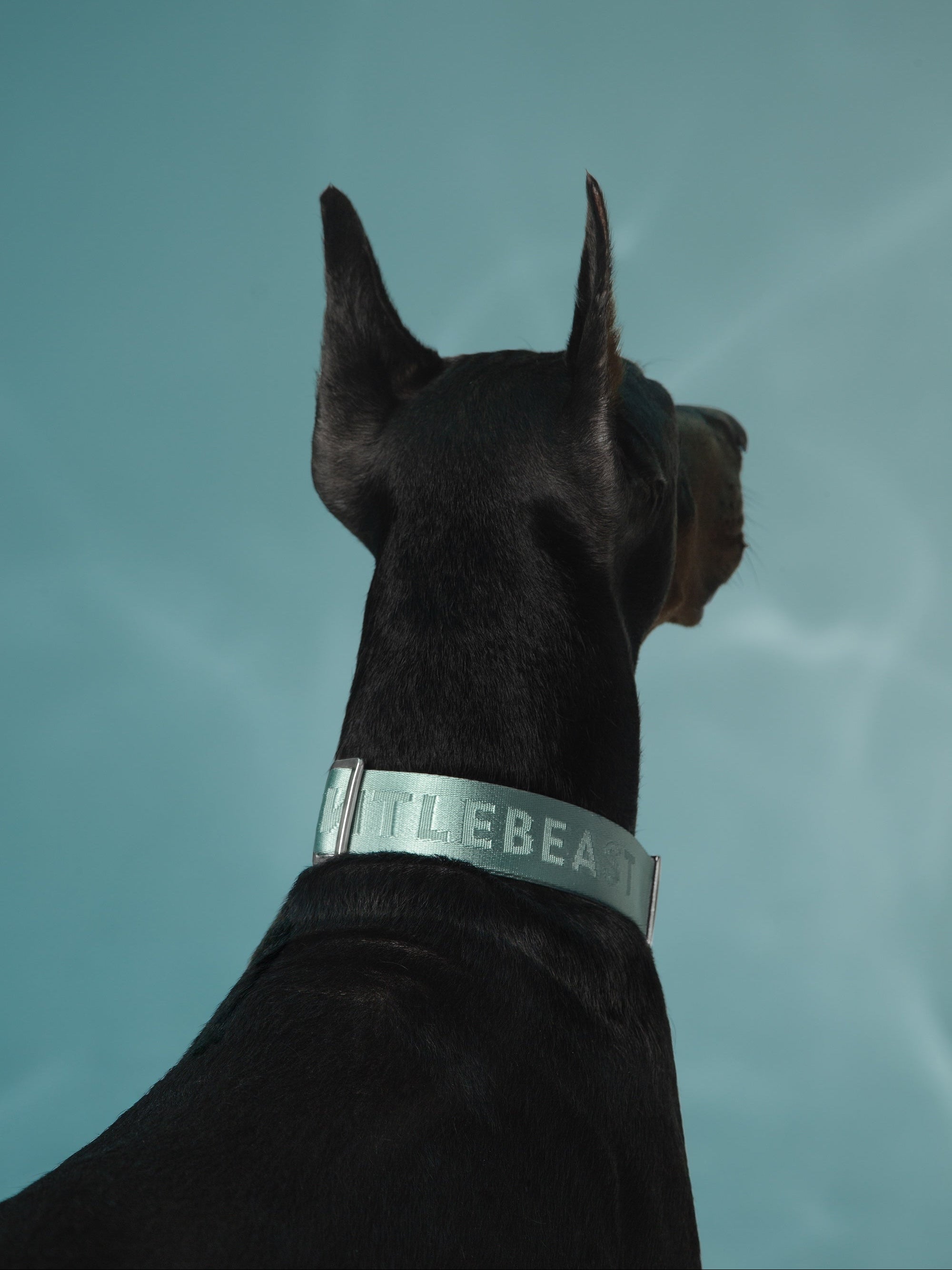 Dog Collar Mint - VOF