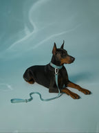Mint blue GENTLEBEAST dog leash hanging on a wooden hook with a soft texture and sturdy clasp visible.