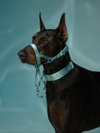 Dog Headcollar Mint - VOF