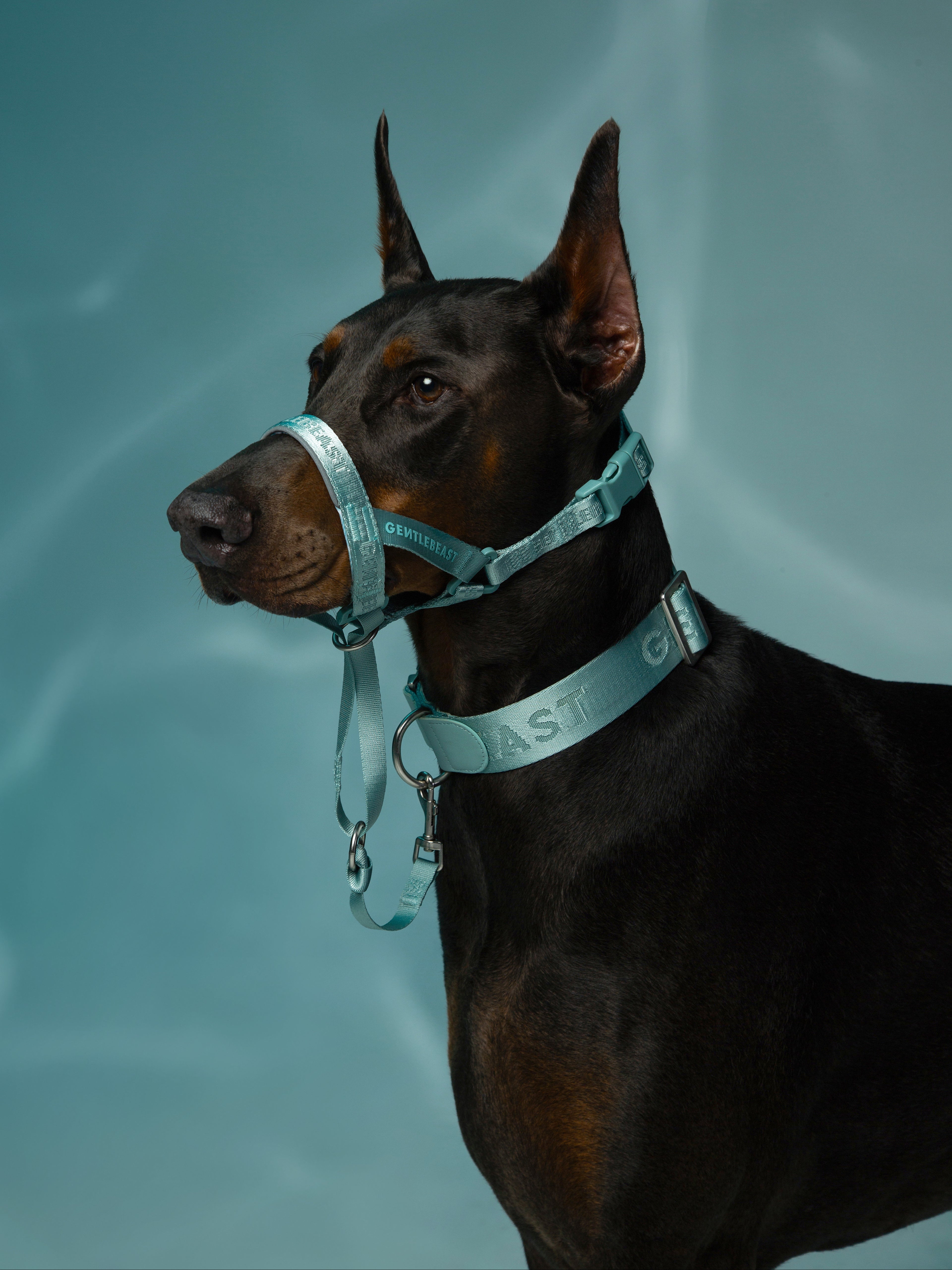 Dog Headcollar Mint - VOF