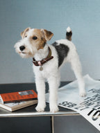 Stuffed toy dog climbing a ladder with books on a gray background