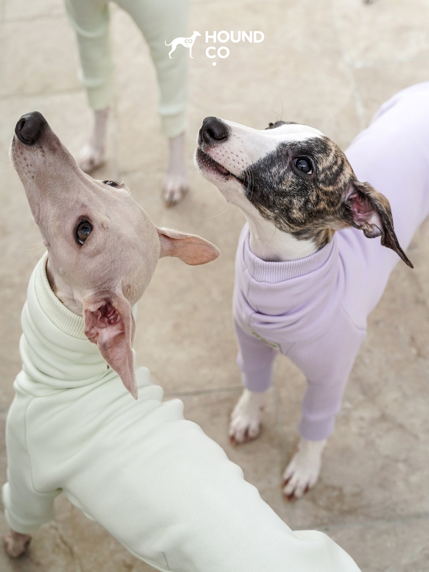 Two dogs wearing sweaters with 'Hound Co' branding on a light background