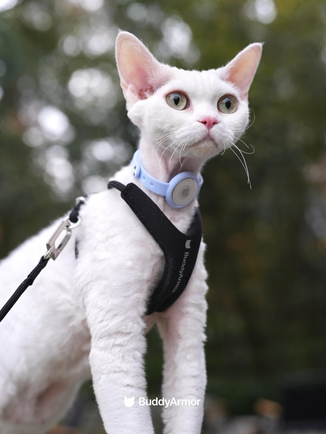 White cat wearing a harness with a blurred green background