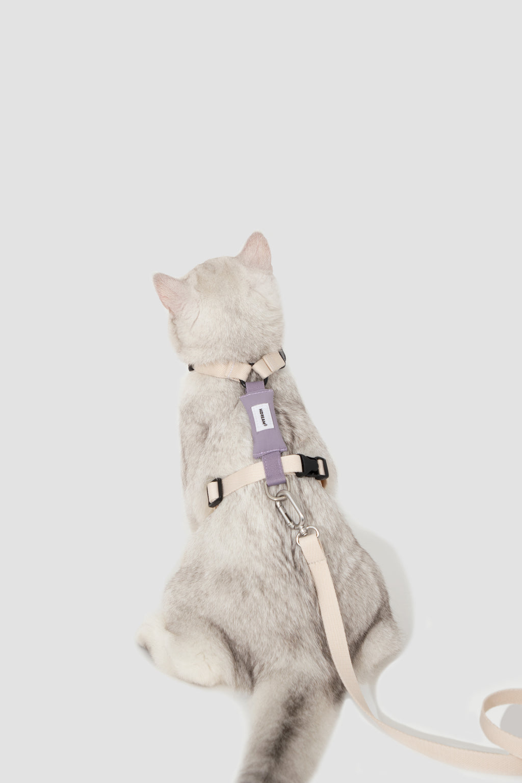 Back view of a cat harness with leash attached, showing the adjustable straps, back label panel, and metal clip connection point.