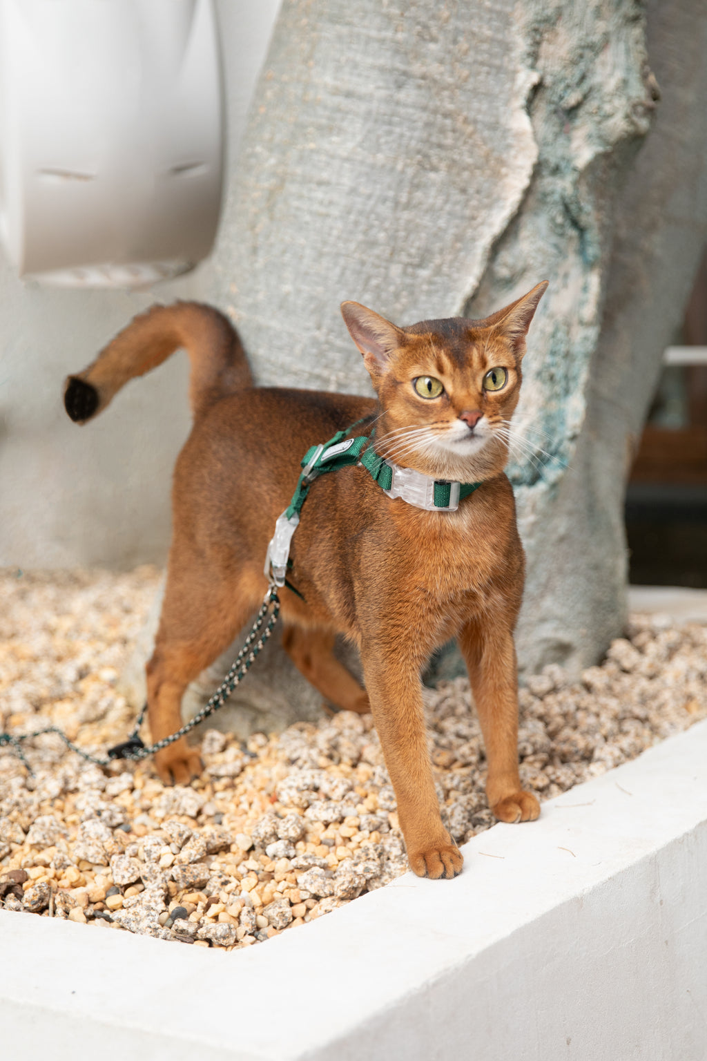 Adjustable cat harness leash set in green, shown on a standing cat exploring outdoors, emphasizing stable fit and freedom of movement.
