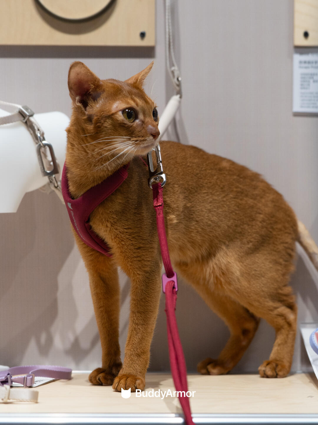 Cat wearing a red harness connected to an adjustable cat leash in an indoor setting