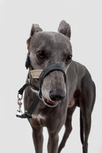 Front view of a dog wearing an adjustable dog nose collar, showing the snug fit around the nose without restricting breathing.