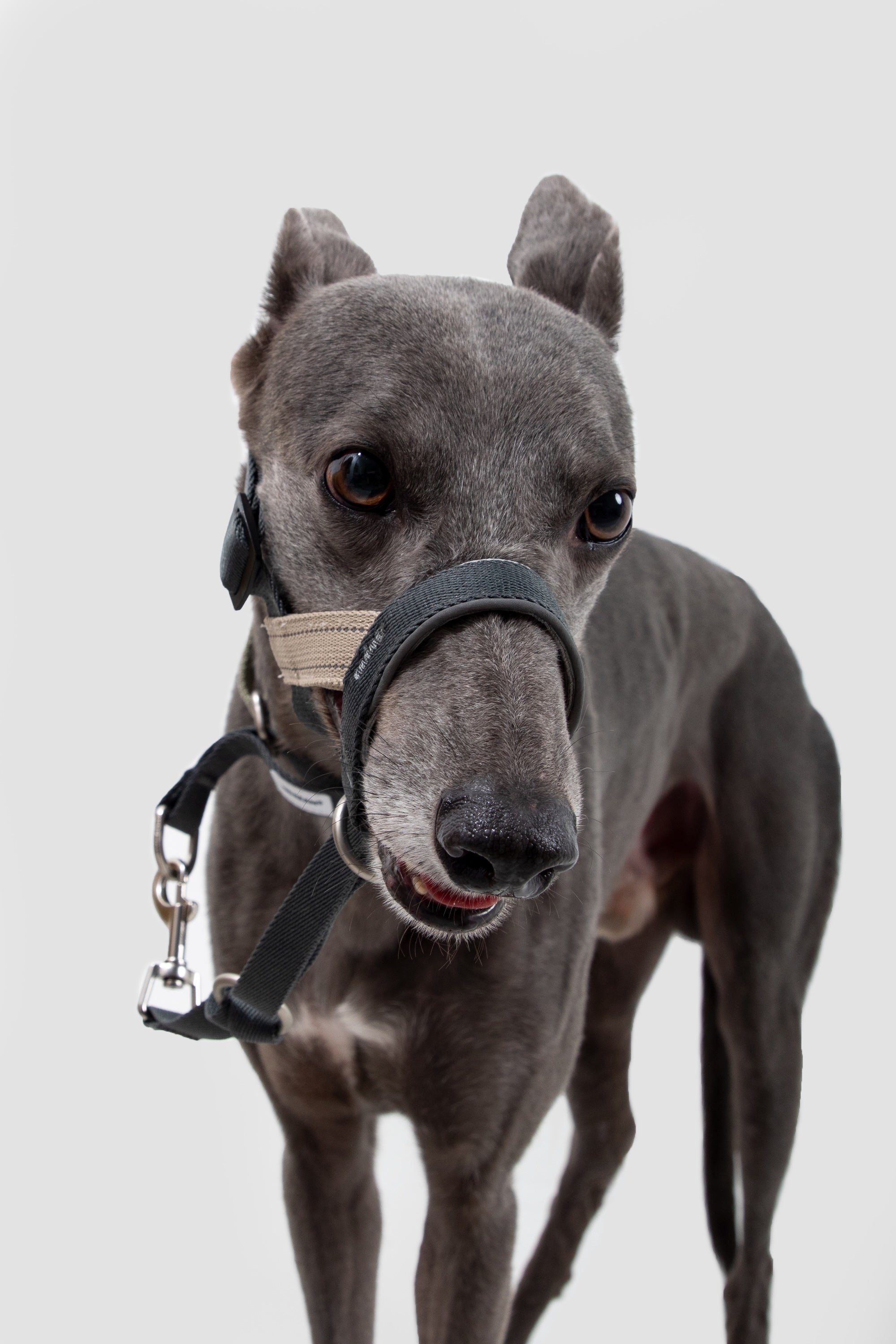 Front view of a dog wearing an adjustable dog nose collar, showing the snug fit around the nose without restricting breathing.