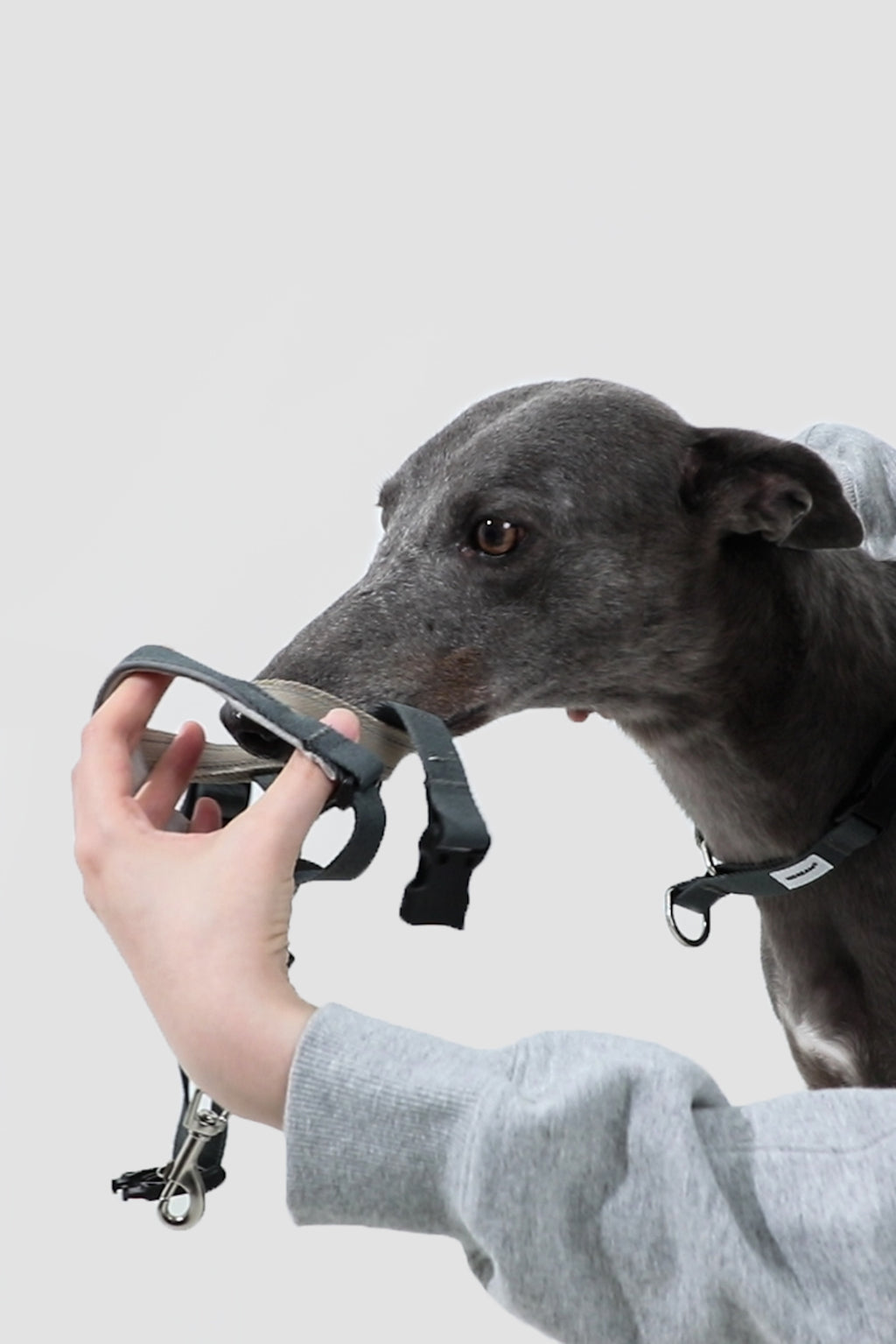 Close-up of a handler adjusting the nose loop of a dog nose collar, showing easy fitting and adjustment.