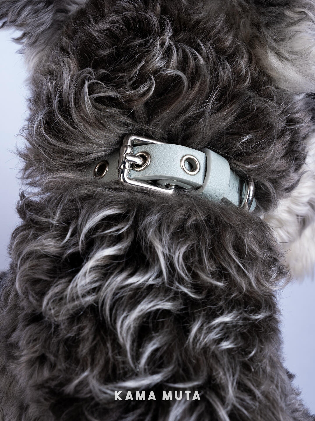 Adjustable leather dog collar showing metal buckle and reinforced eyelets during wear