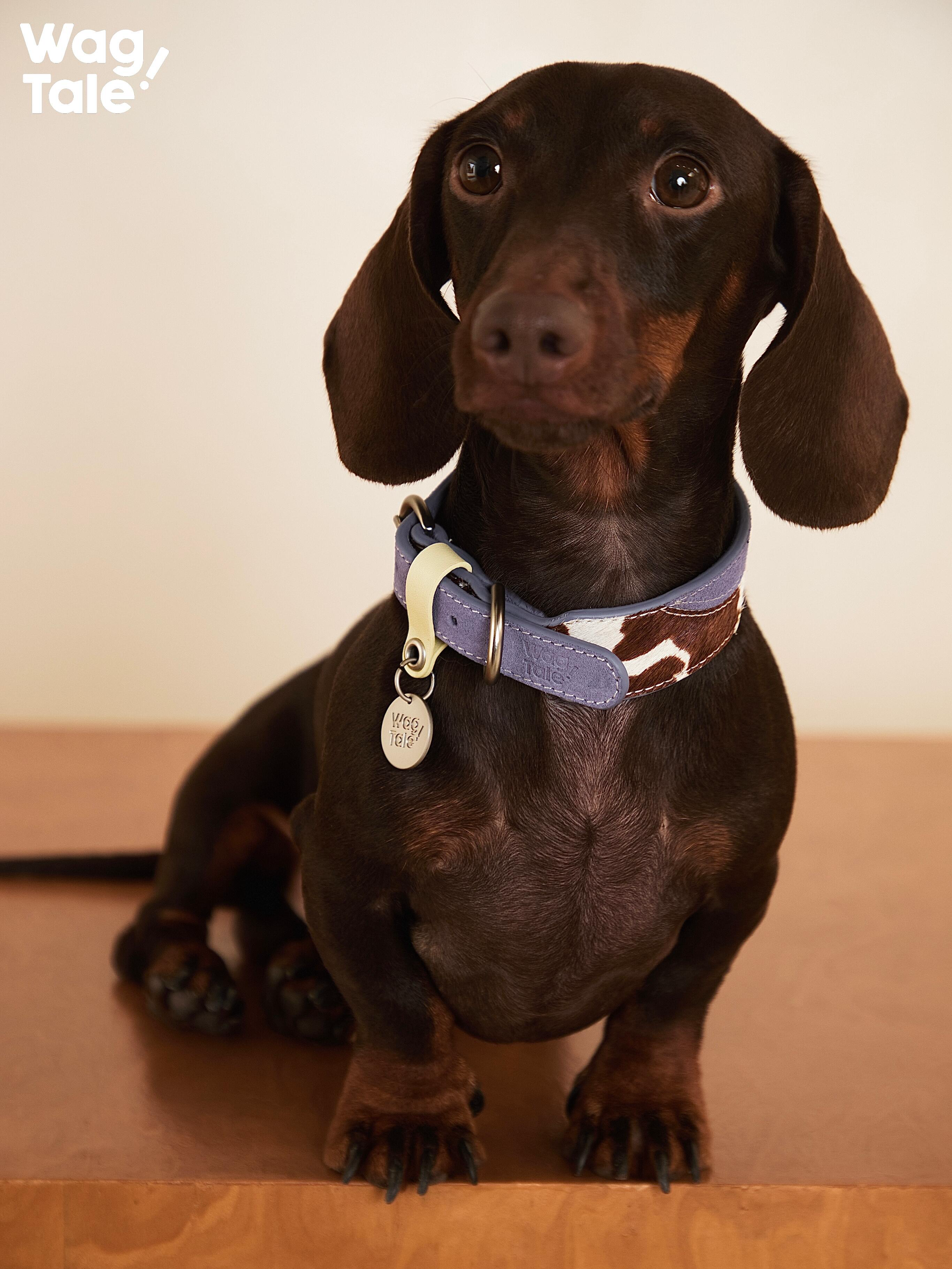 Front view of a dachshund sitting in an adjustable wide leather dog collar featuring purple leather and cow-print patchwork with durable metal ring and tag.
