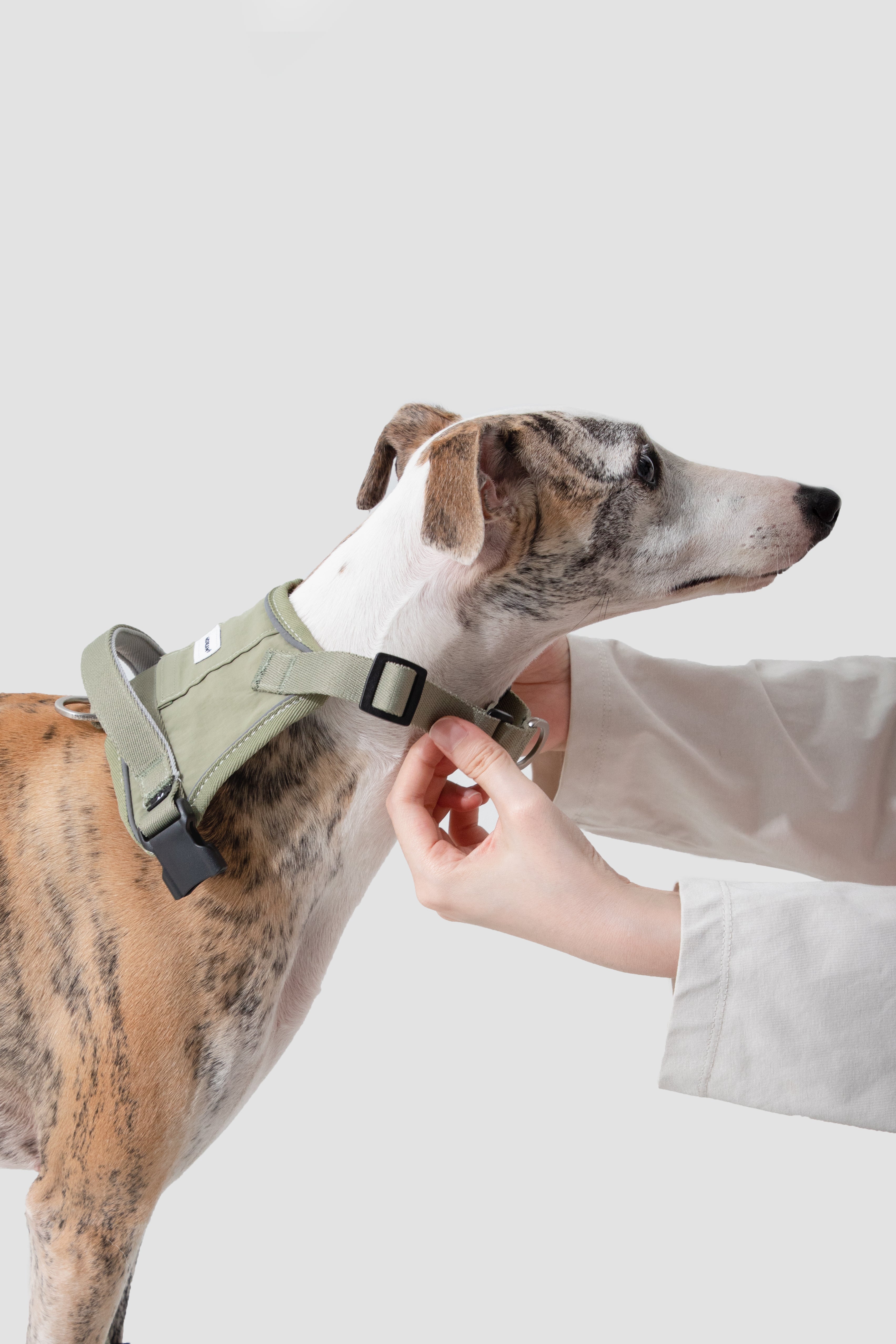 Close-up of a dog wearing a no-pull dog harness while a hand adjusts the neck strap, showing the adjustable fit around the neck area.