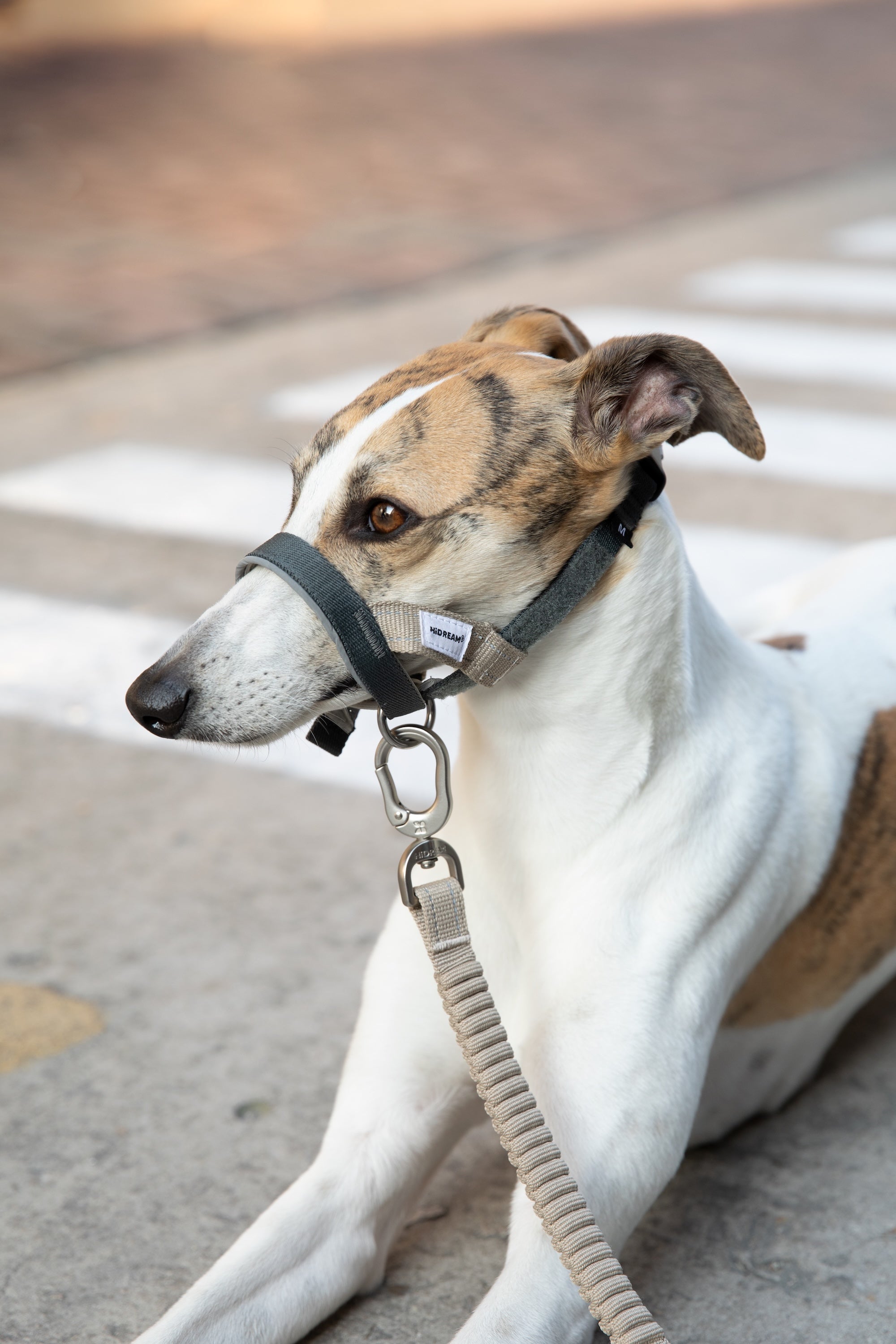 Close-up of the adjustable nose loop dog head collar with metal leash attachment on a resting greyhound outdoors.
