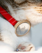 Aluminum AirTag holder attached to a cat collar for secure and comfortable tracking