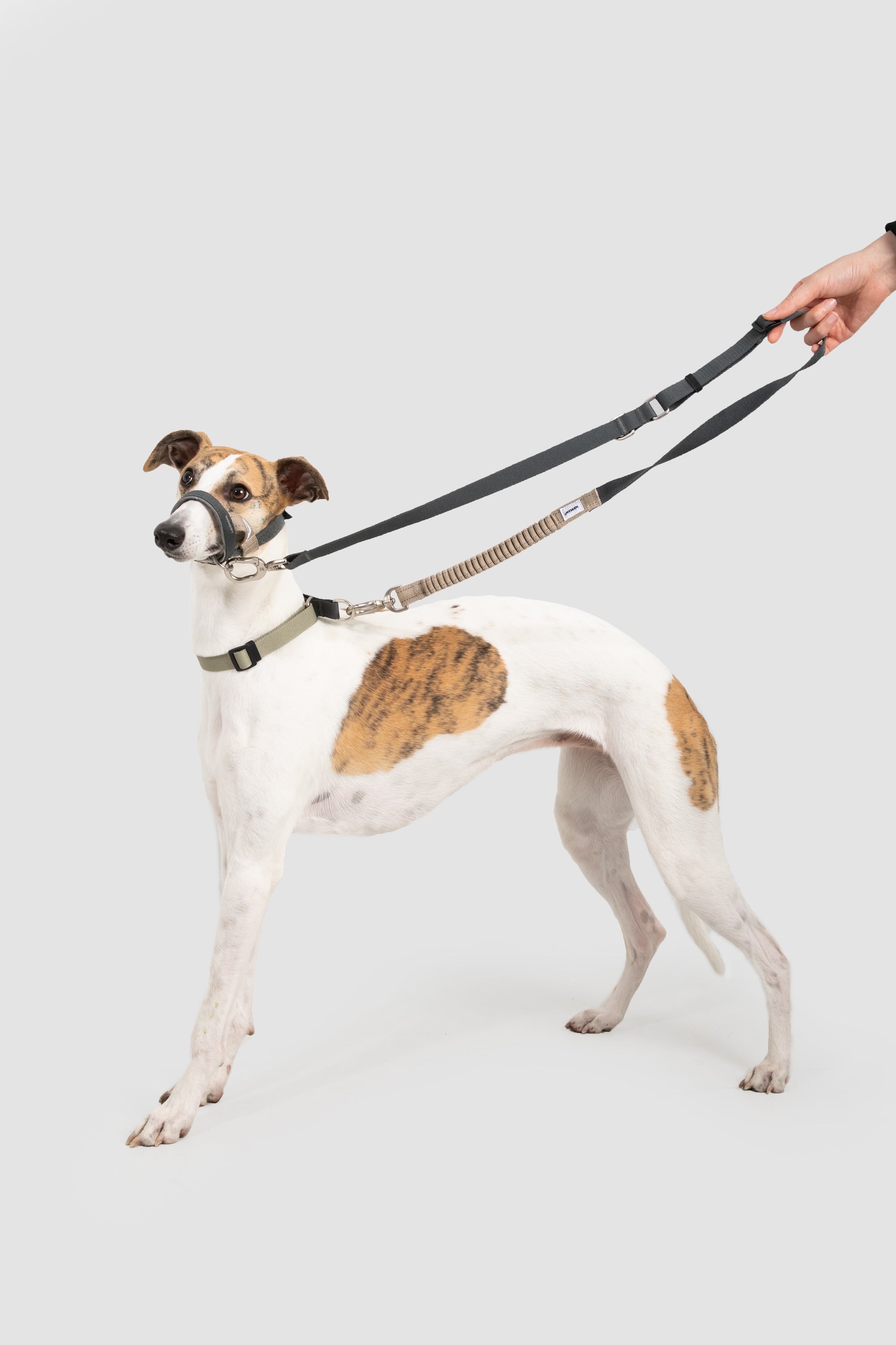 Full-body studio shot showing an anti-pull dog head collar connected to a leash, demonstrating gentle control during walks.
