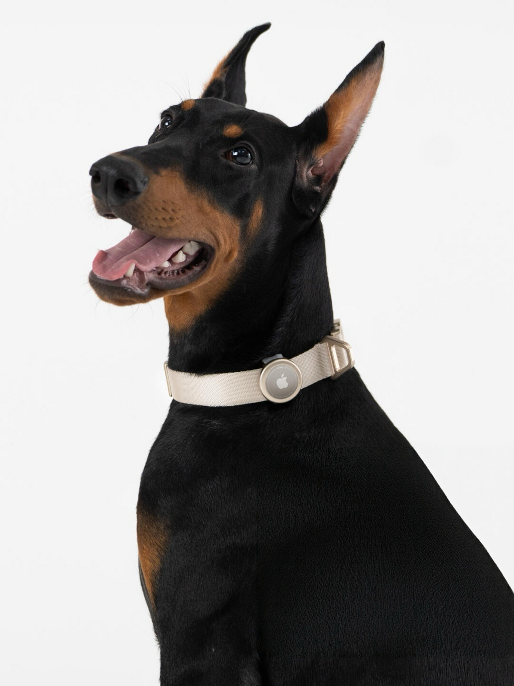 Dog wearing a beige dog collar featuring a metal buckle and AirTag holder
