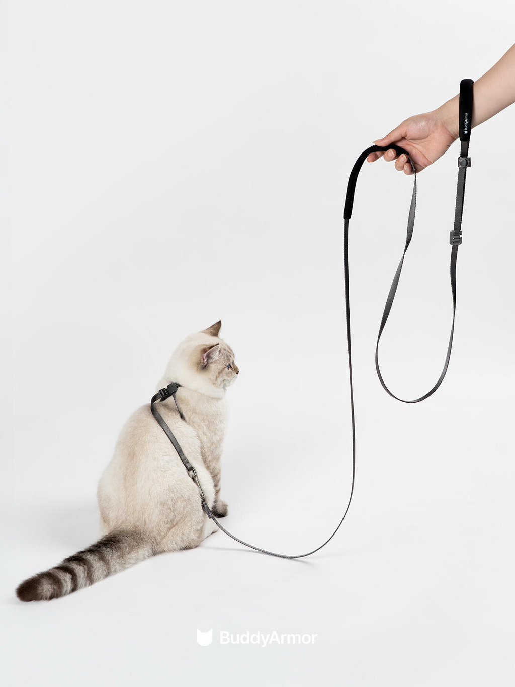 Cat sitting while attached to a black lightweight cat leash held by hand
