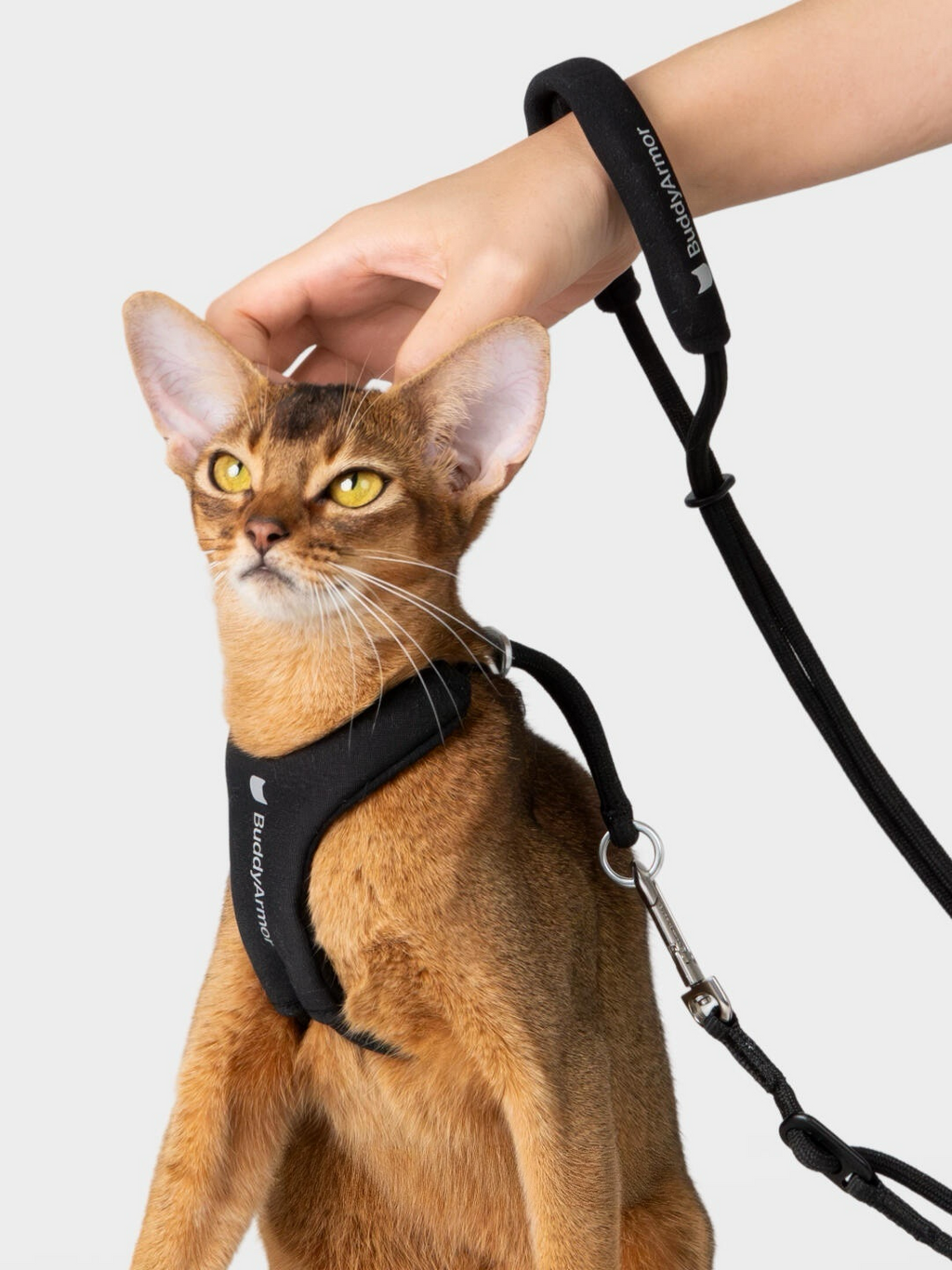 Cat wearing a black harness attached to a black hands-free cat leash with padded handle