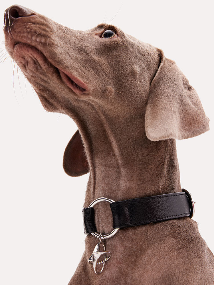 Black leather dog collar worn by a greyhound, featuring a minimalist metal ring and smooth leather finish.