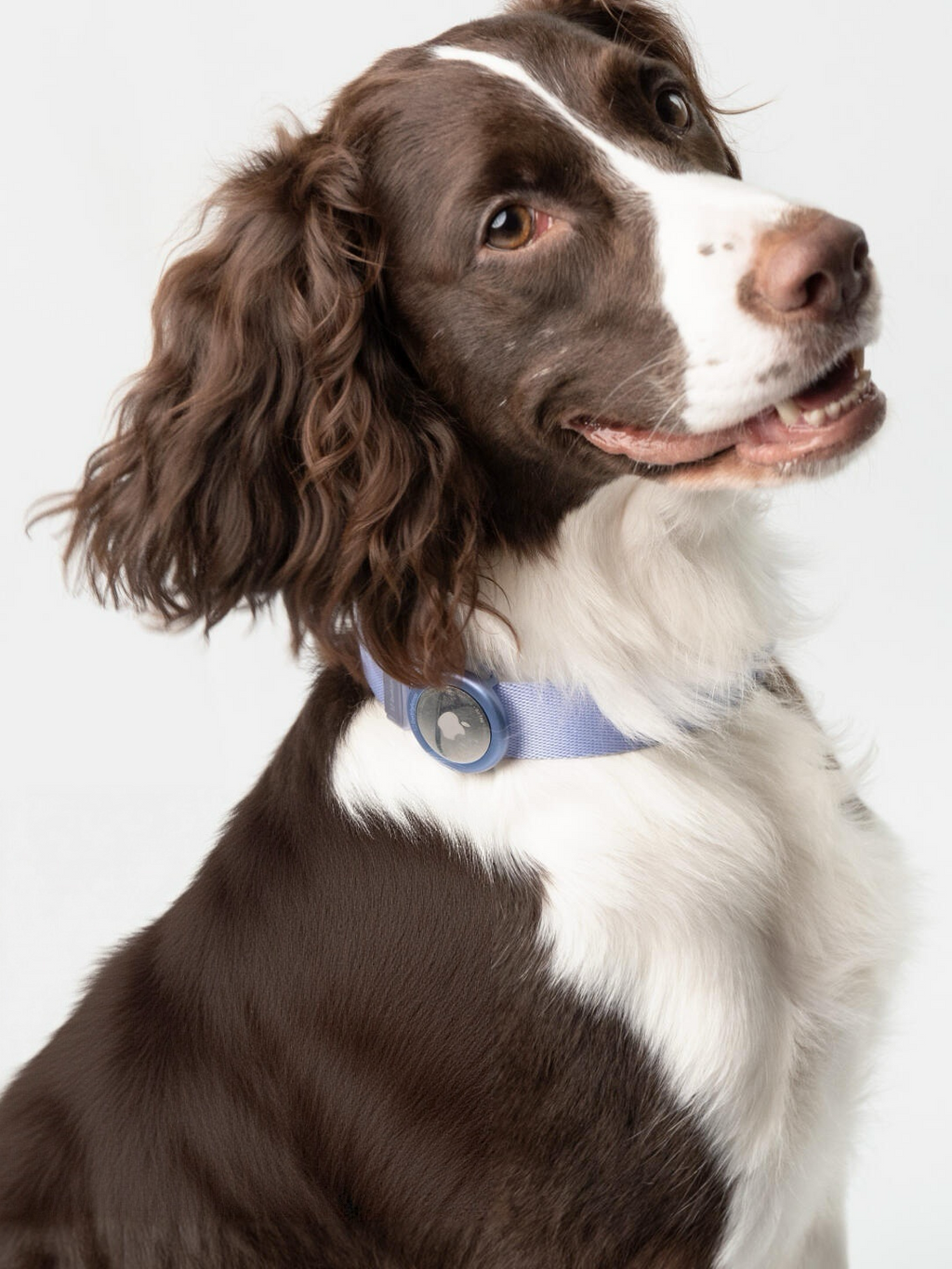 Dog wearing a blue dog collar with aluminum buckle and AirTag holder