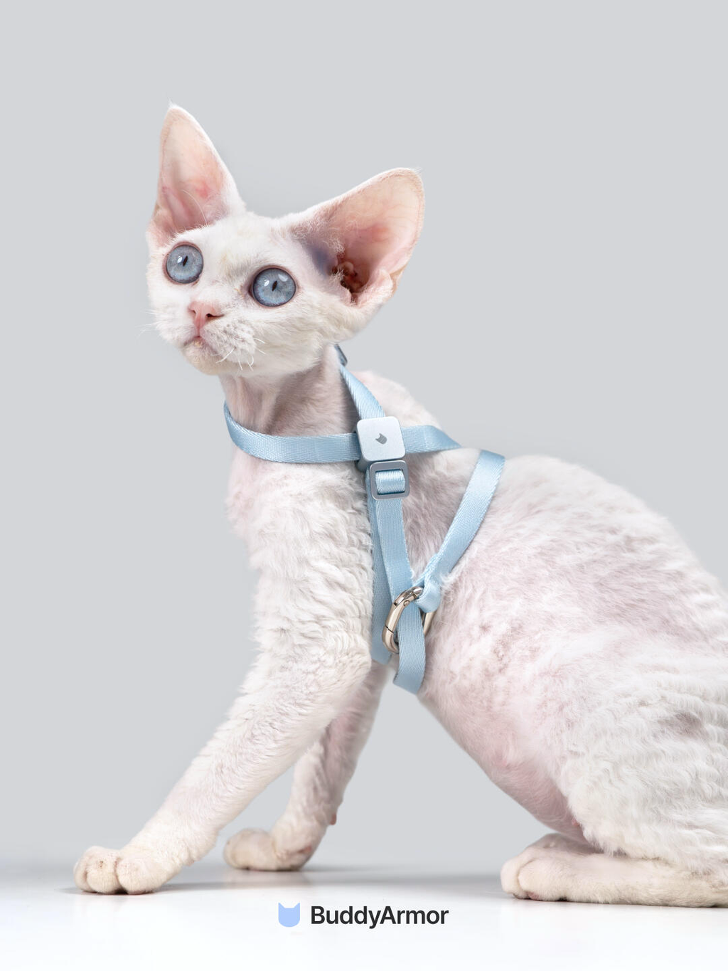 White cat wearing a blue lightweight cat harness in a studio setting