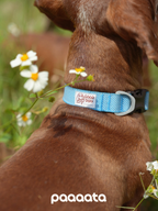 Blue dog collar worn by a Dachshund, featuring soft woven webbing, a secure side-release buckle, and a lightweight metal ring for everyday outdoor walks.