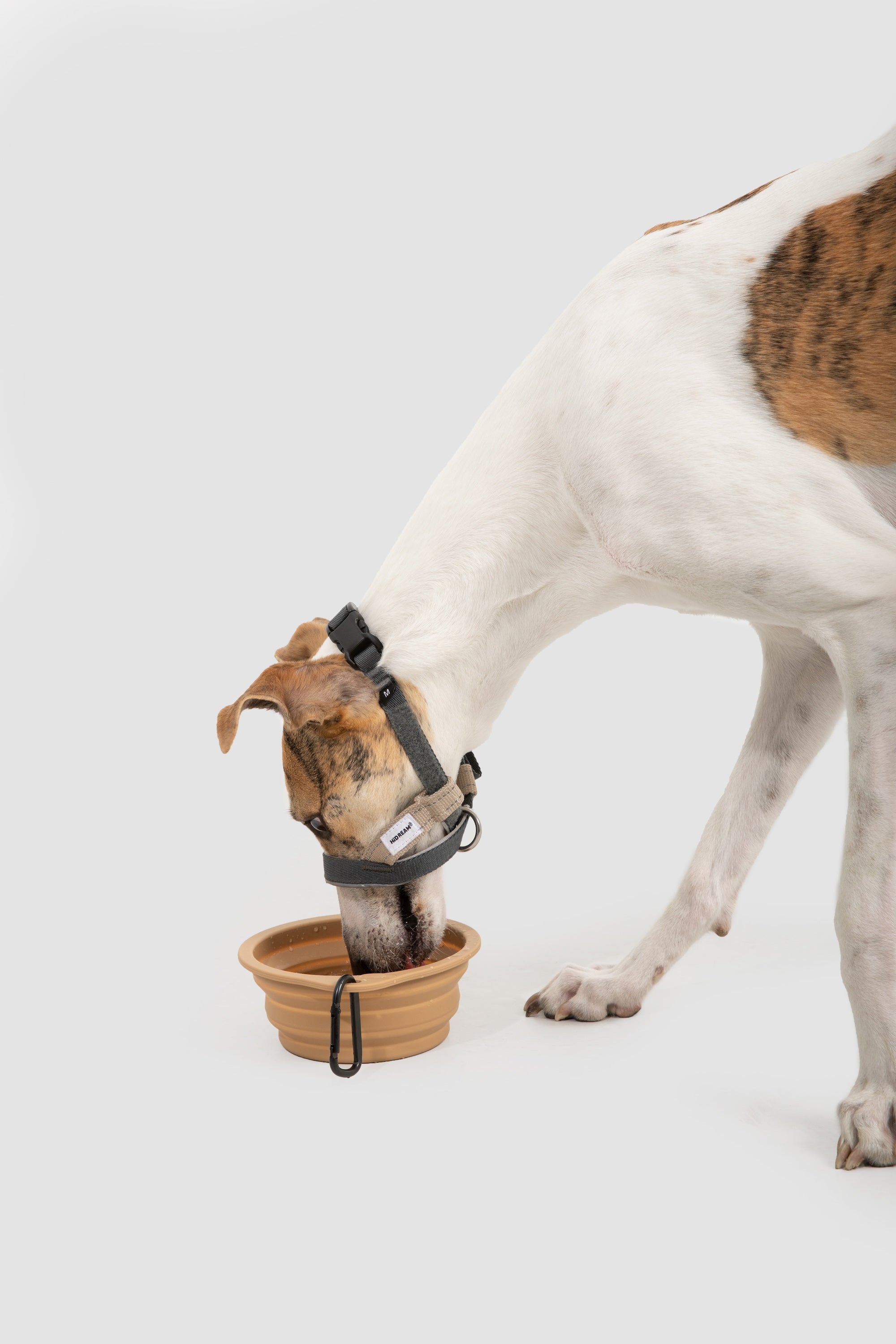 Dog drinking from a bowl while wearing a breathable no-pull dog head collar, showing it allows panting and drinking naturally.