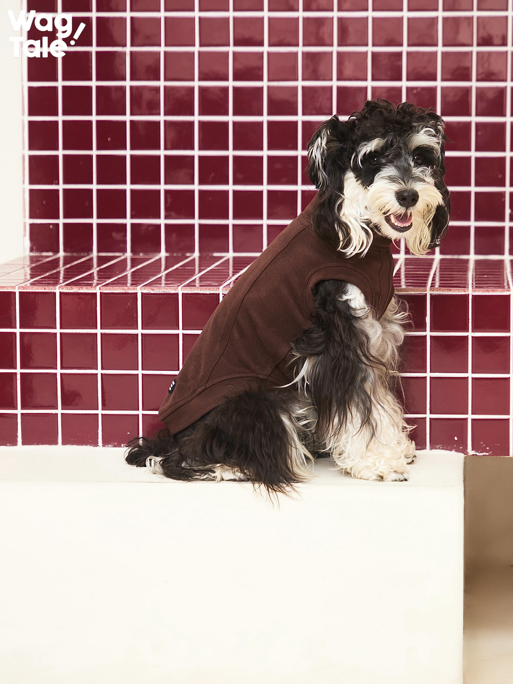 Small dog wearing a dark brown breathable dog jumper, shown in a seated pose that highlights the soft stretch fabric and smooth body coverage.