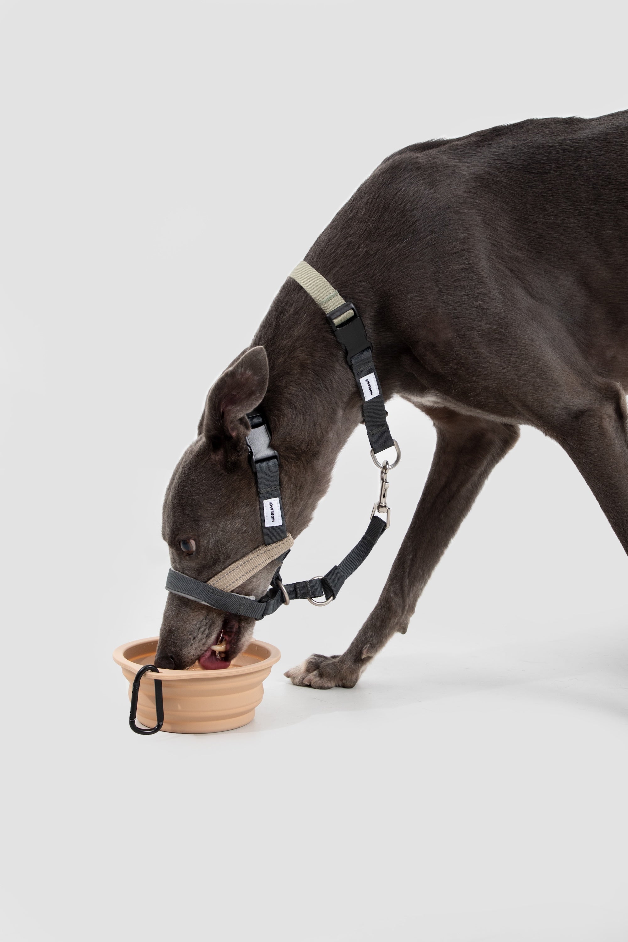 Dog drinking from a bowl while wearing a breathable dog nose collar, showing it allows natural drinking and panting.
