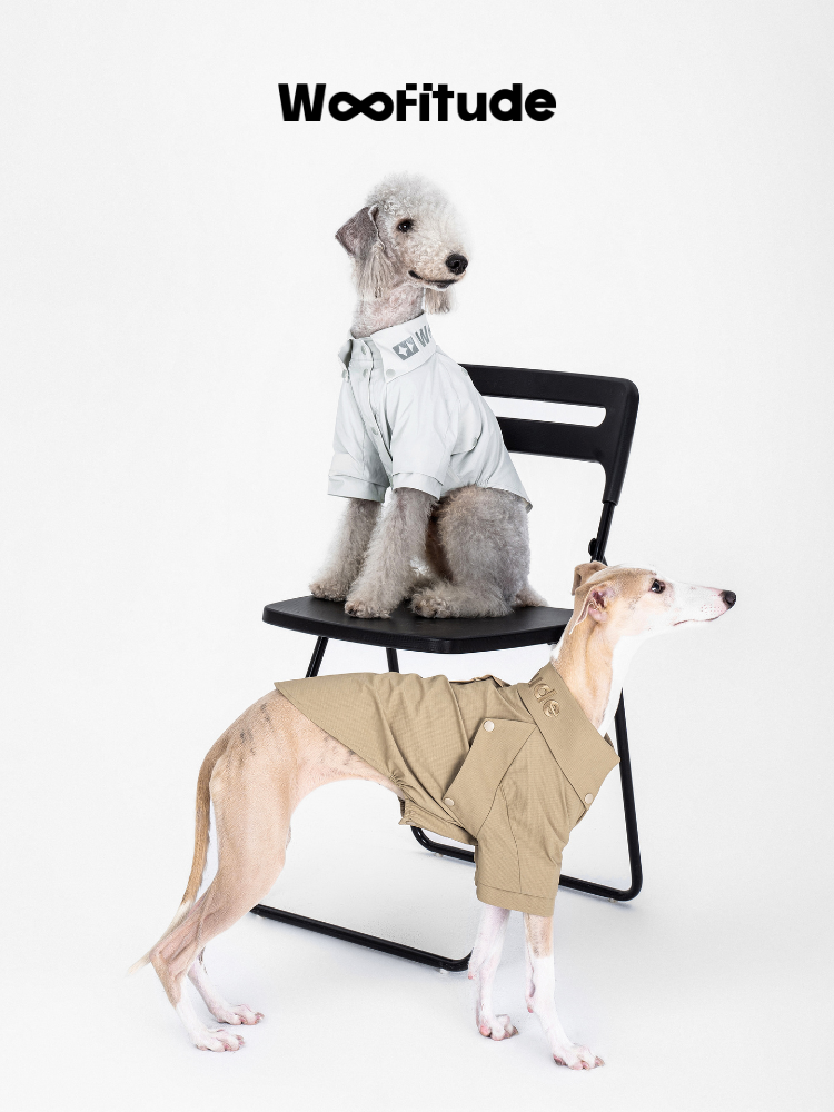 Italian Greyhound in a breathable dog shirt with a structured collar, shown in a seated pose emphasizing neckline design.