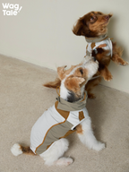 Two dogs wearing breathable summer dog vests stand and play upright, highlighting lightweight construction and flexible fit designed for active movement.